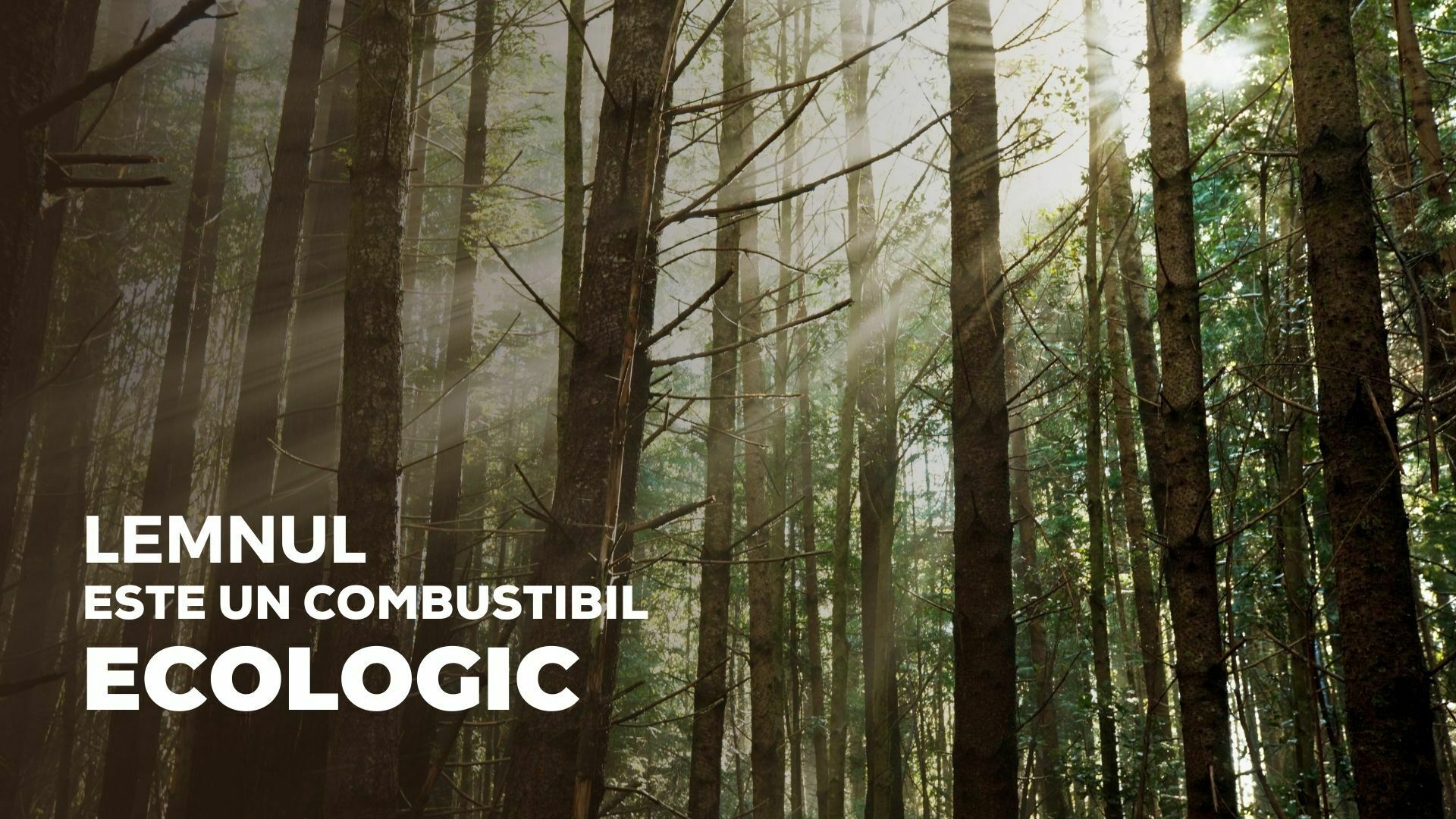 Imagine cu o pădure și textul lemnul este un combustibil ecologic